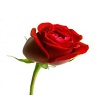 Red Rose